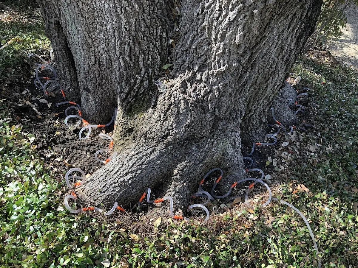 Detailed Tree Cabling and Bracing job site in Mount Shasta